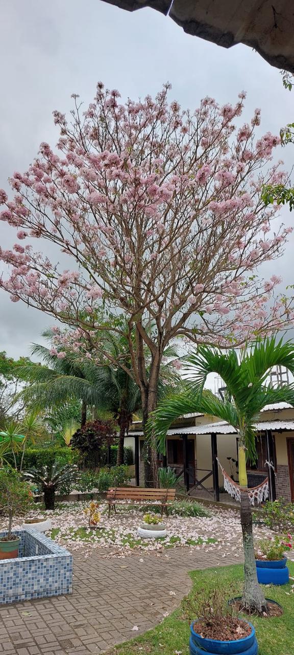 Ipê rosa no pátio